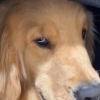 悪い目つきの大型犬