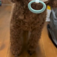 バッグから何かを盗んだワンコ