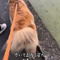 田んぼ沿いを散歩するゴールデン