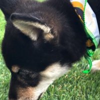 匂いを嗅ぐかぜちよくん