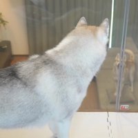 得意気ににこちゃんを見つめる