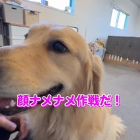 パパの顔を舐めるちあちゃん