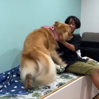 お兄ちゃんに甘える大型犬