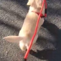 「ちゃんとついてきて！」