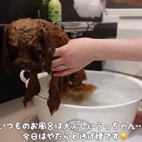 うゆちゃんのシャンプー中の出来事2