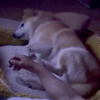 パパの手を蹴飛ばした！