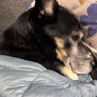 ダウンジャケットが大好き