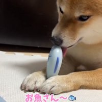 おもちゃが取れたはなちゃん