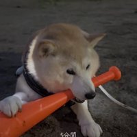 バットを咥えて地面に伏せる犬