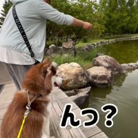 鯉に餌をあげた時のたこやきちゃん3