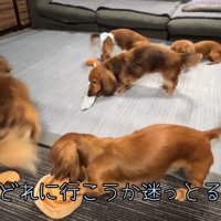 新しいおもちゃに大喜び♪