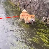 ゆっくり歩くわらびちゃん