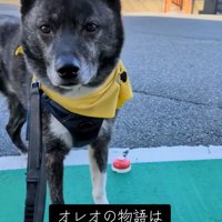 正面を向くオレオくん