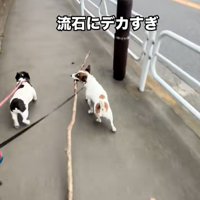 木の枝を咥えて歩くバディくん2
