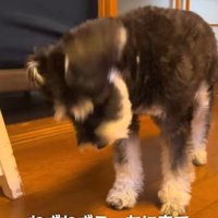 鼻先を振るミニチュアシュナウザー