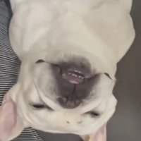 仰向けで眠る犬の顔