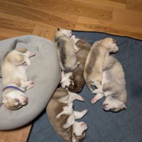 床に転がって寝る子犬たち