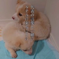 ペットシーツの上に乗る2頭の子犬