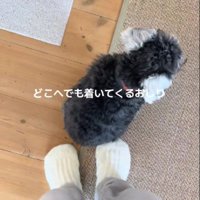 「行かないで」