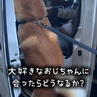 仲良しのおじさんに飛びつく秋田犬