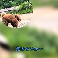 散歩を再開する犬