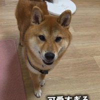 「今日の警備は終わりました！」