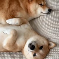 お昼寝する柴犬