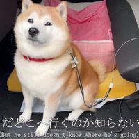 らんまるくん、旅館へ行く