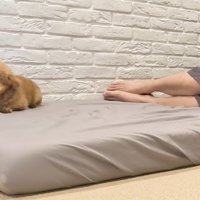 2匹で守ってくれるのかと思いきや…