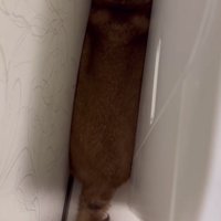 洗濯機の裏にシンデレラフィット犬