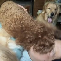 女性の顔に覆いかぶさる犬