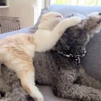 きゅうちゃんを羽交い絞め！？