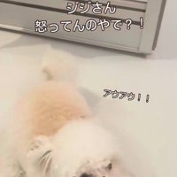 お風呂場に突撃するジジくん4