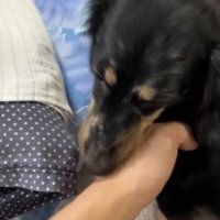 飼い主に甘える犬：