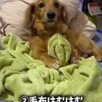 毛布を前足で掴む犬