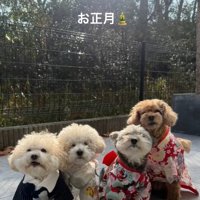 晴れ着姿のわんこたち