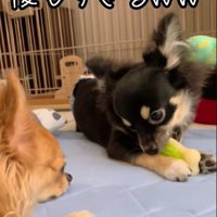 おもちゃの順番待ち