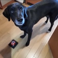 ベルの前でこちらを見る犬