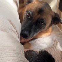 布団から顔を出す犬
