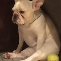一点を見つめる犬