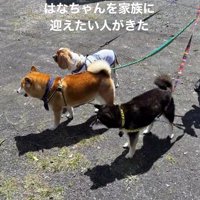 2頭の犬の隣に並ぶ黒い犬