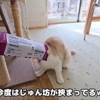 じゅんちゃんまで…！
