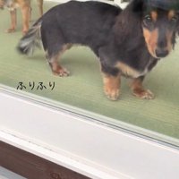 ママがお迎えに来た時のコロンちゃん8