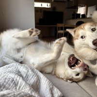 クセ