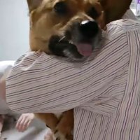 アップのわんこ