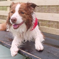 壁際で穏やかな表情を浮かべながら休憩しているお姉ちゃん犬