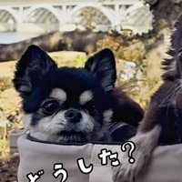 キョトン顔のここまるちゃん