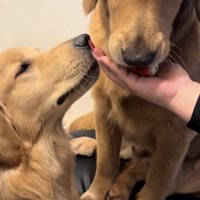 いちごを差し出されるが食べない母犬