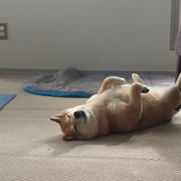 帰宅後のナラちゃん