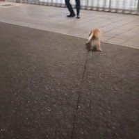 CoCoちゃんとパパさんの再会4